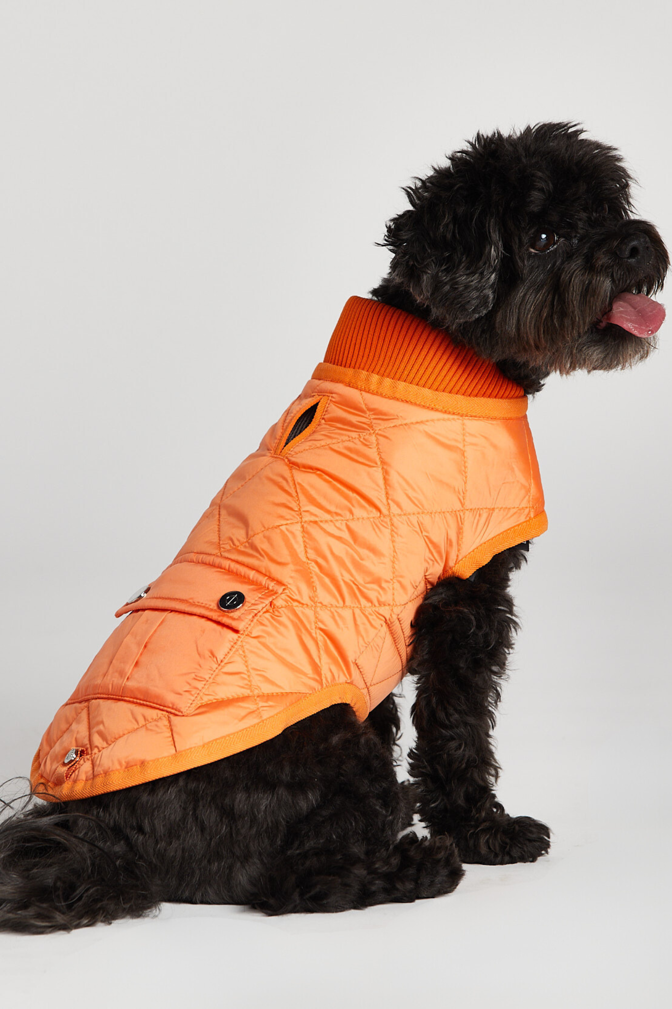 Romeo quilted dog coat