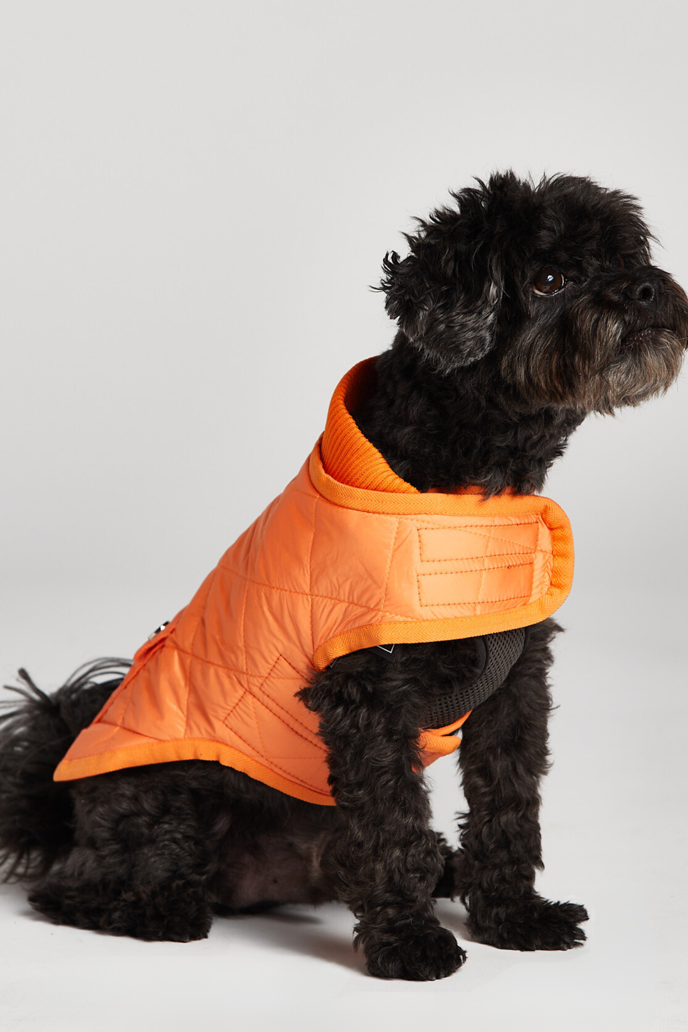 Romeo quilted dog coat