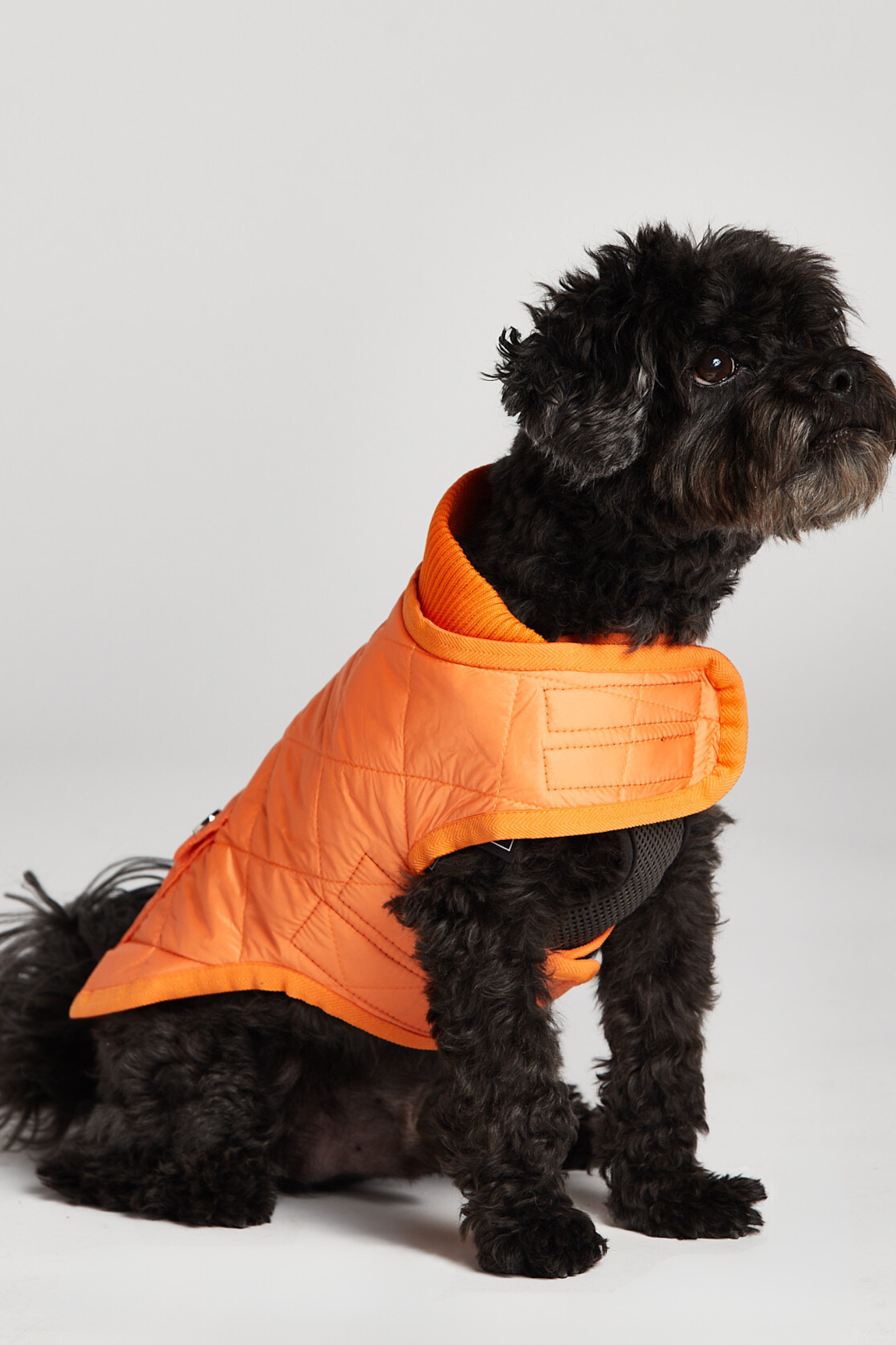 Manteau matelassé pour chien Romeo