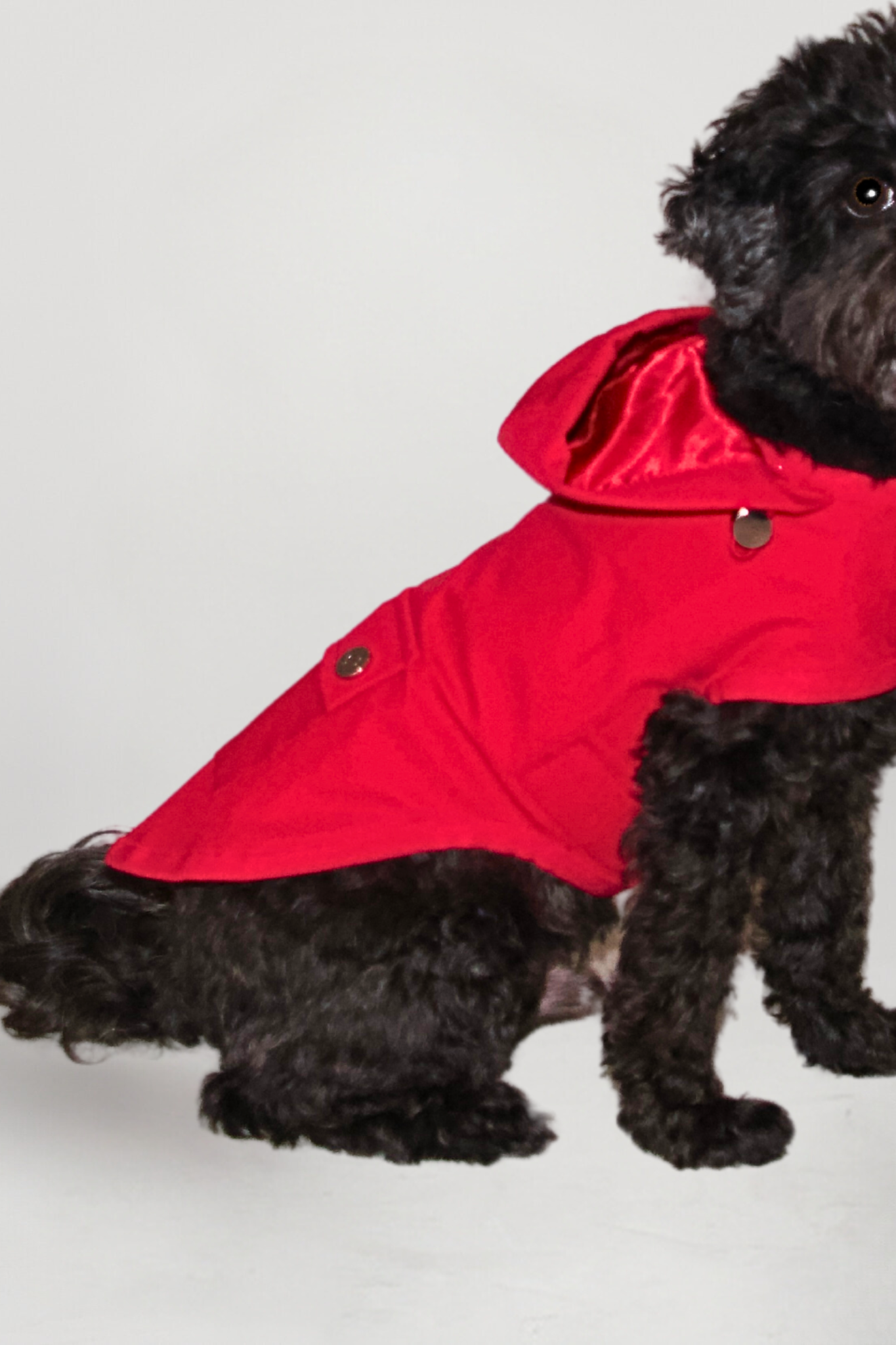 Ricky dog raincoat